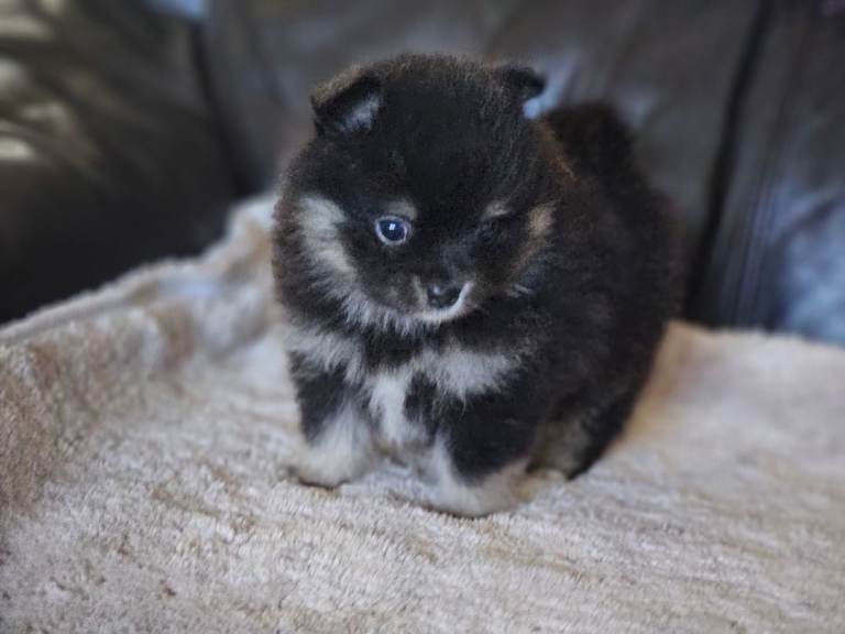 1 pomeranian baby boy
