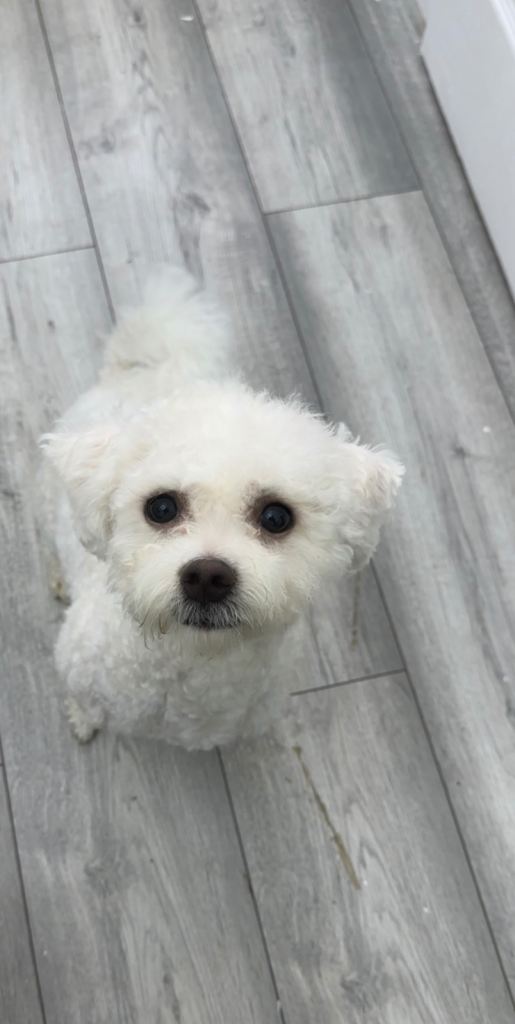 Friendly 1 Year Old Bichon Frise For Sale! 