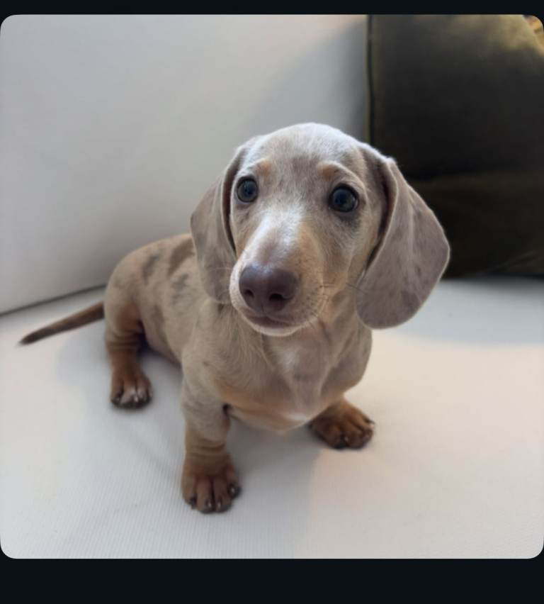 MINI DACHSHUND 