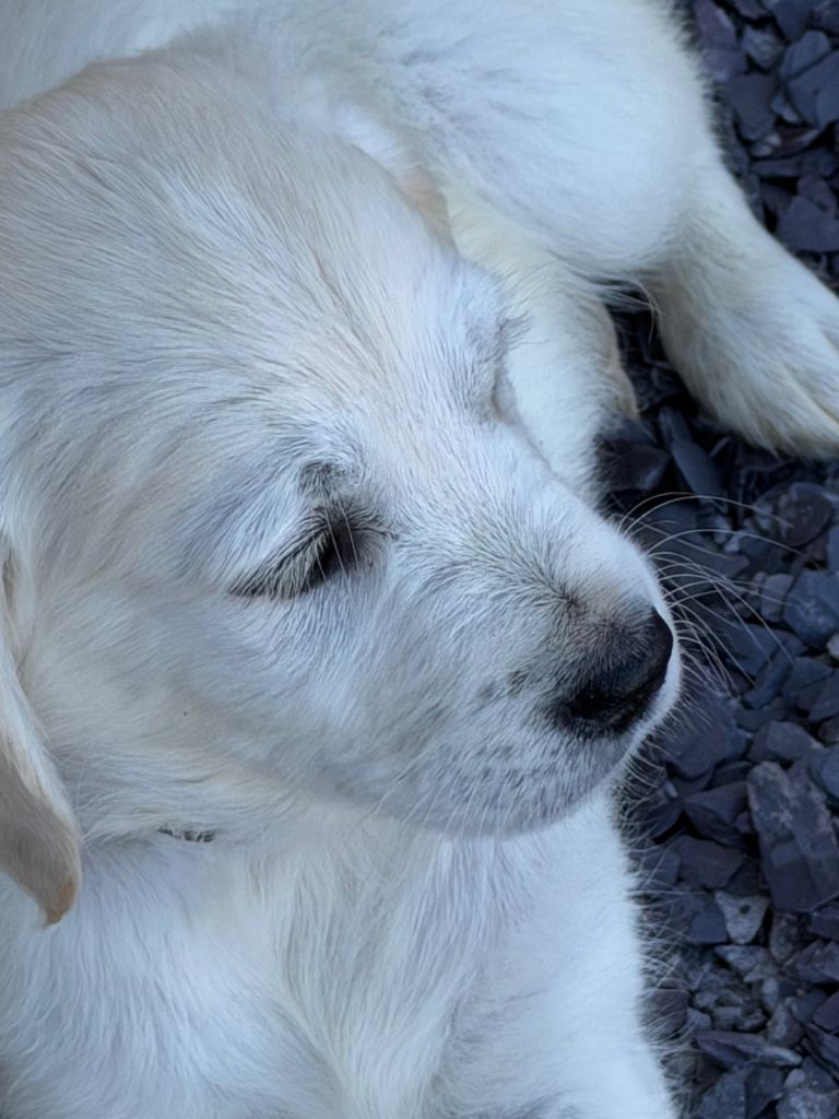 Male Golden Retriever puppy 