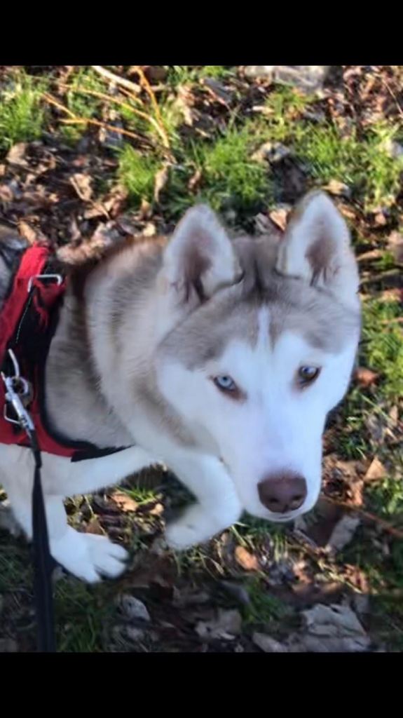 loving siberian husky