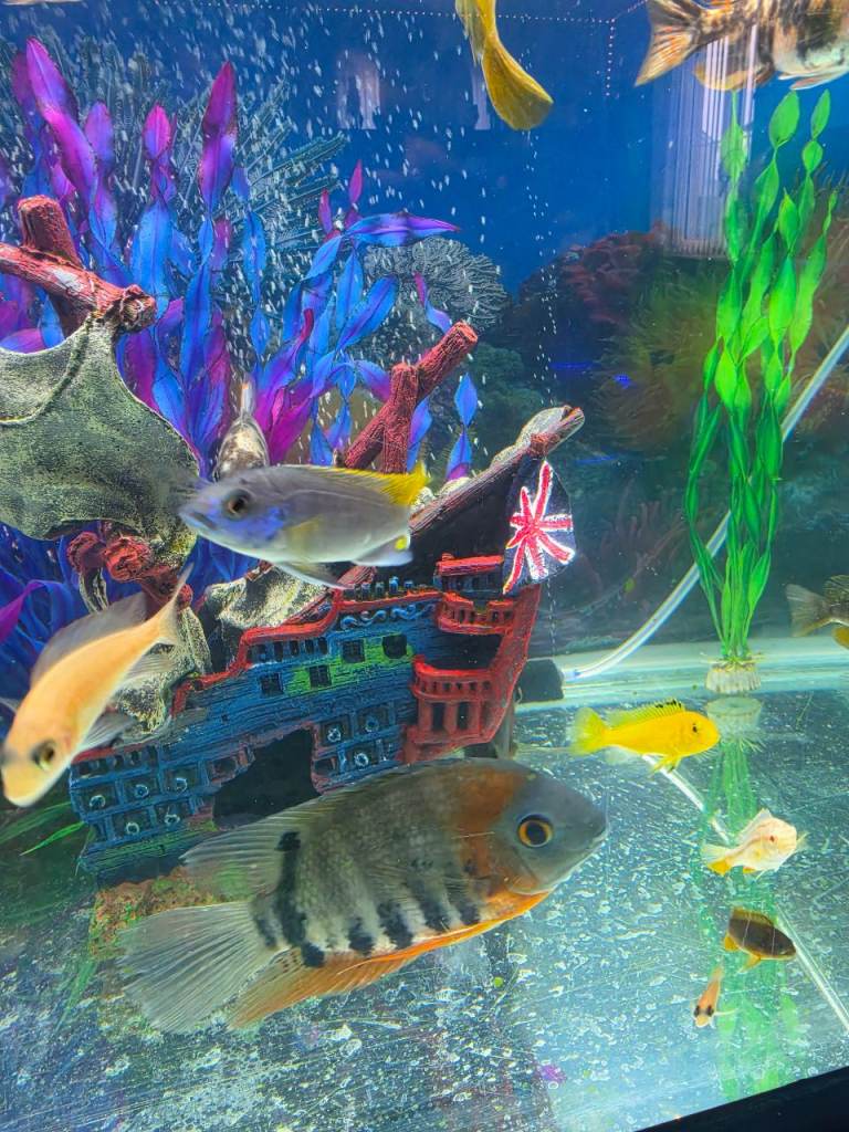 Malawi fish 