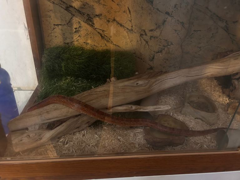 Corn snake and enclosure with set up