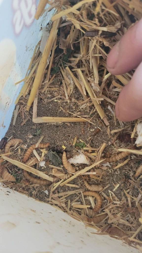 Tub of Mealworms and Beetles - Free