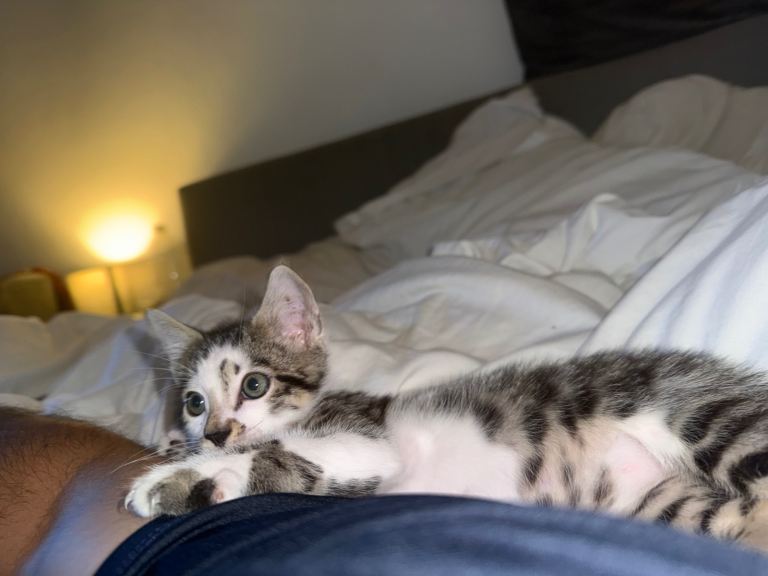 Bengal x Kittens 