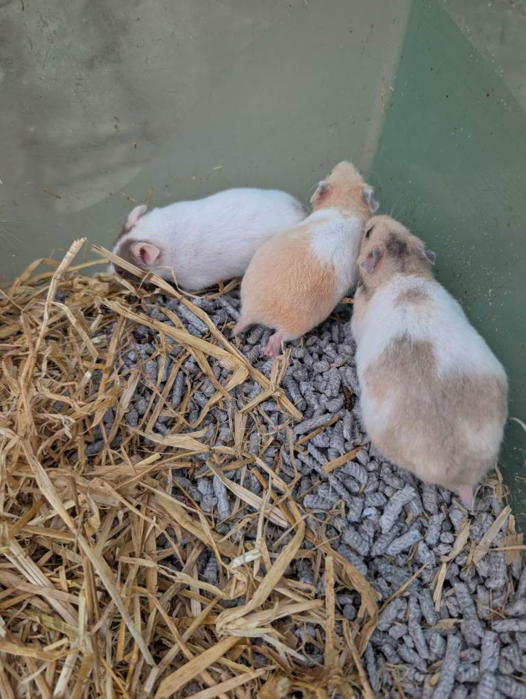 Hamster 