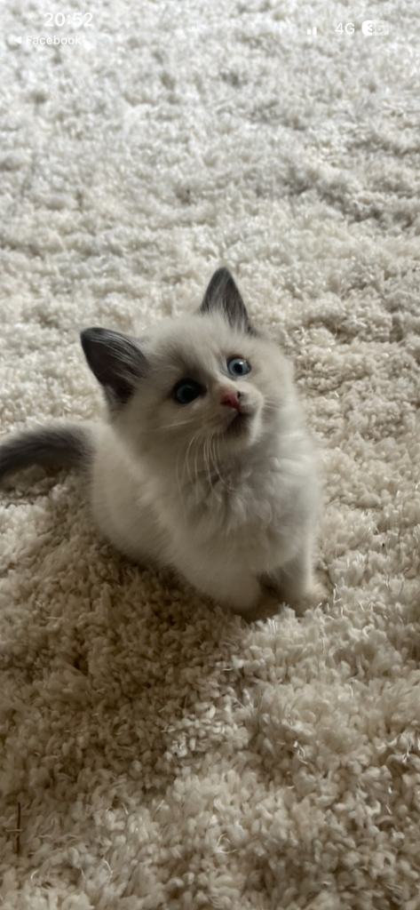 2 male blue lynx ragdoll kittens 