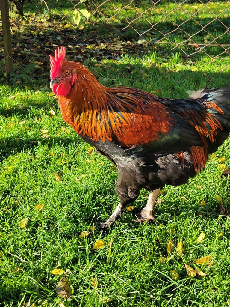 Black Copper Maran Cockerel