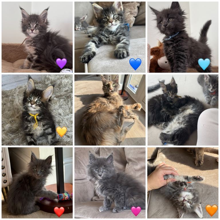 TICA Maine coon kittens 