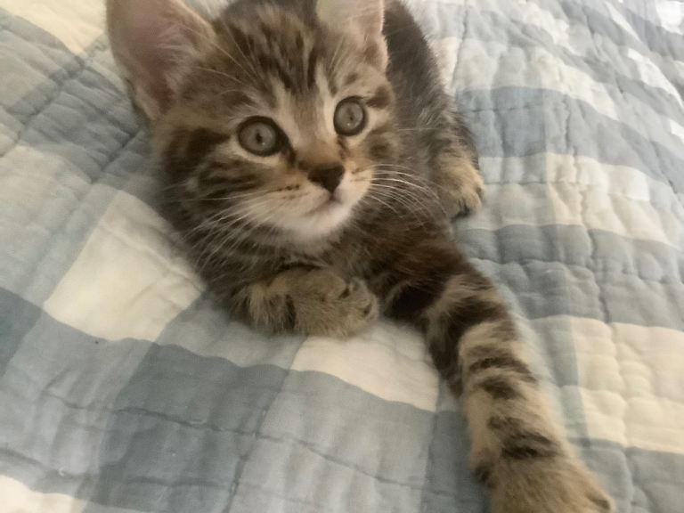 ALL RESERVED - Silver Tabby Scottish Straight mixed breed boy kitten left