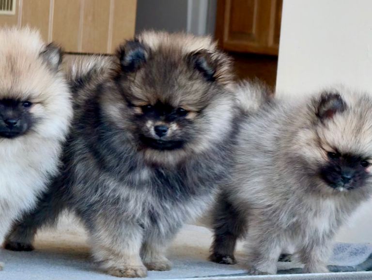 Beautiful Pomeranian puppies