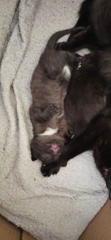 Black kittens 