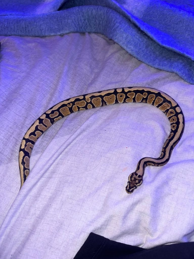 Hearted Morph snake for sale (Het Clown)