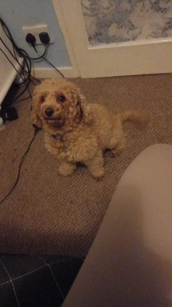 F1 cockapoo boy puppies for sale 