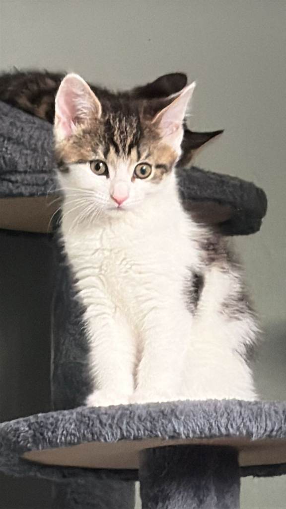 Kitten 