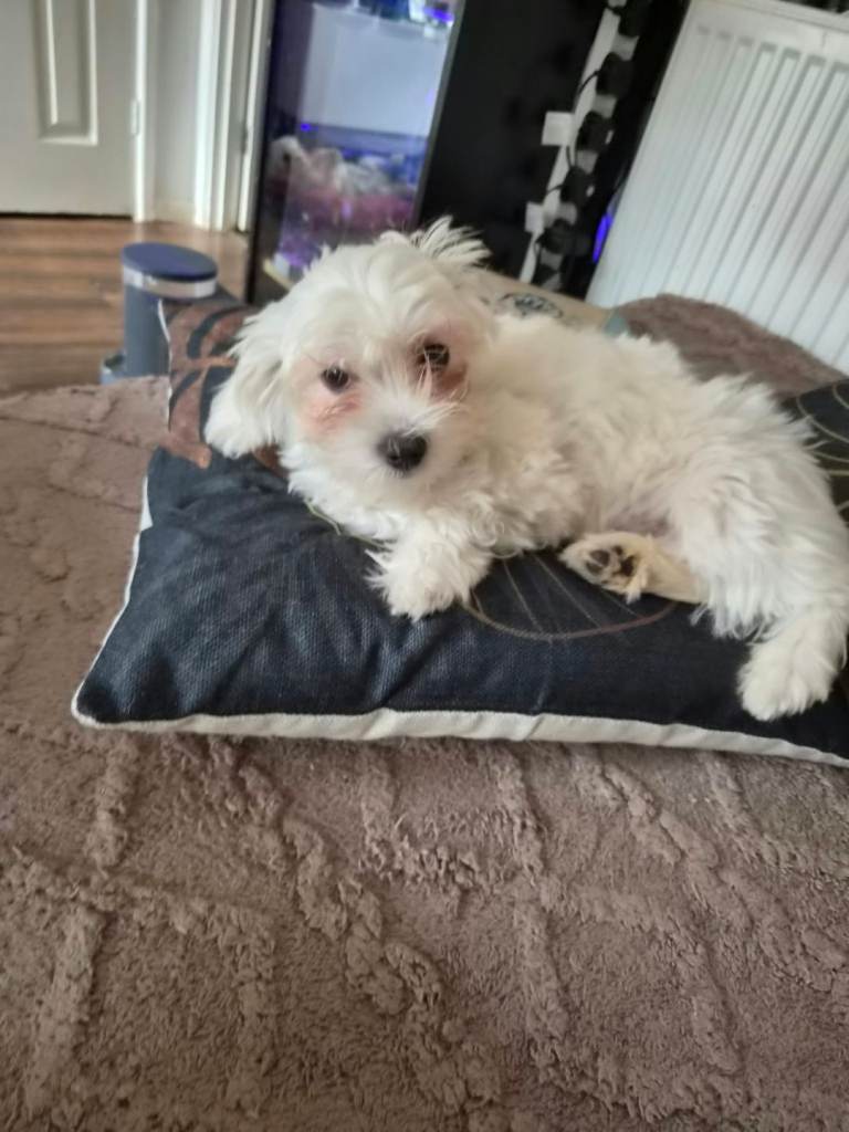 little Lily is looking for a loving home 