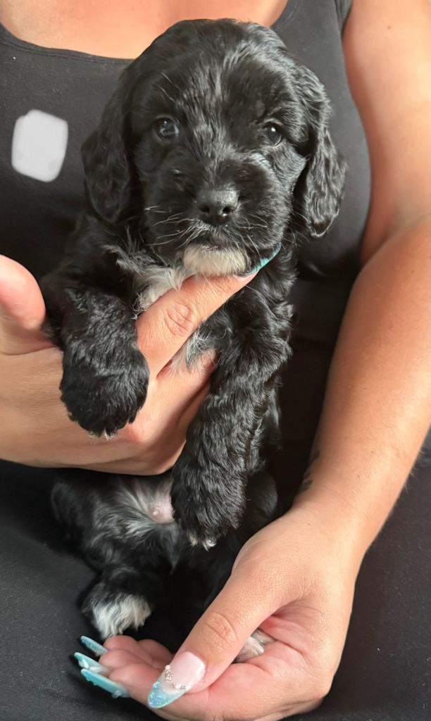 Cockapoo x Shih-Poo puppies