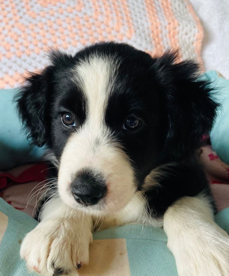 Border Collie puppies for sale  £795