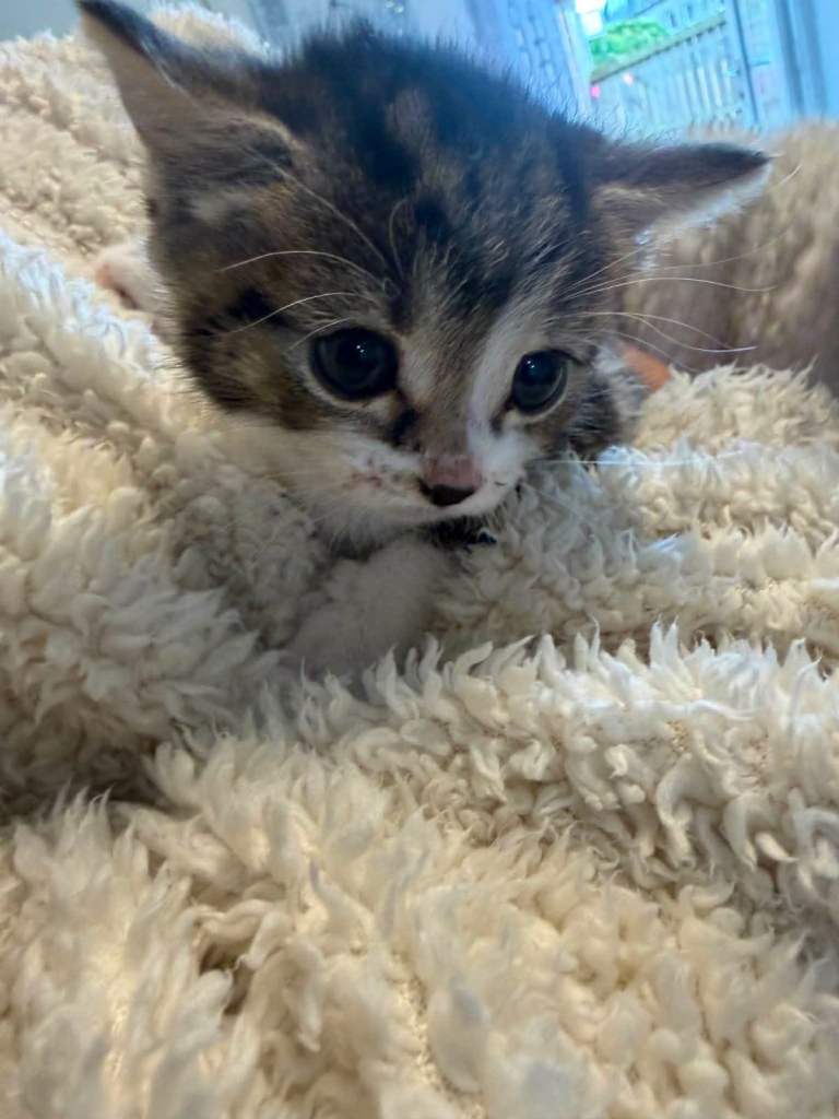 3 bengal mixed tabby kittens