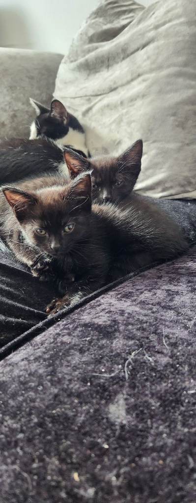 Kittens for sale