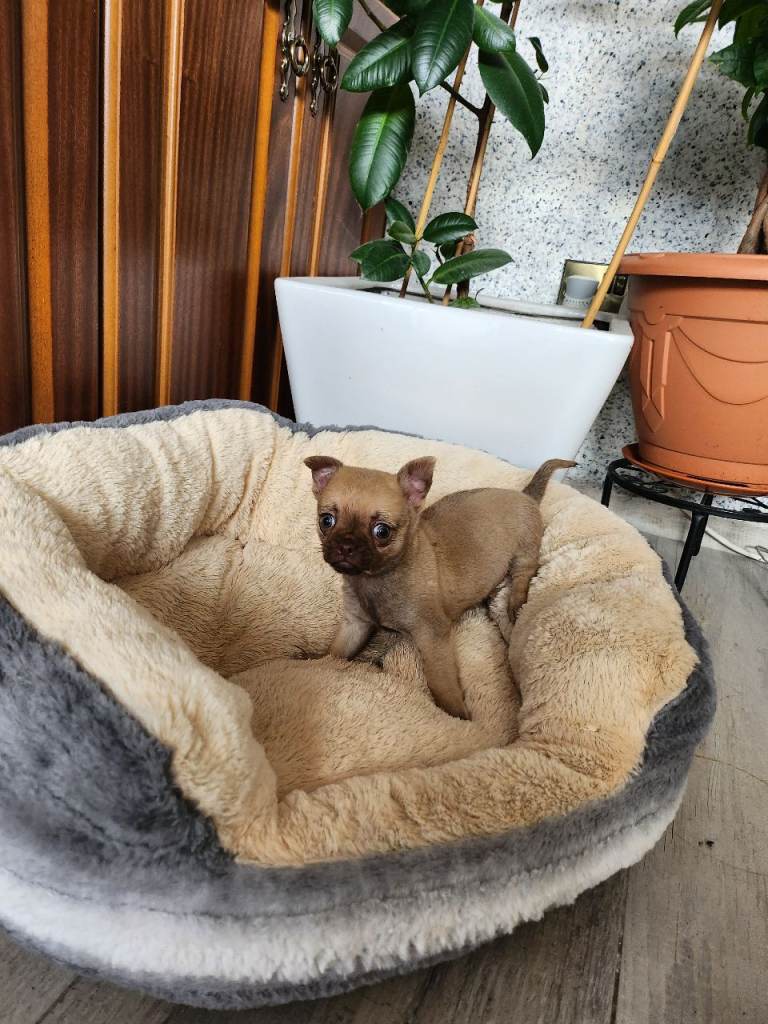 Chihuahua tea cup 