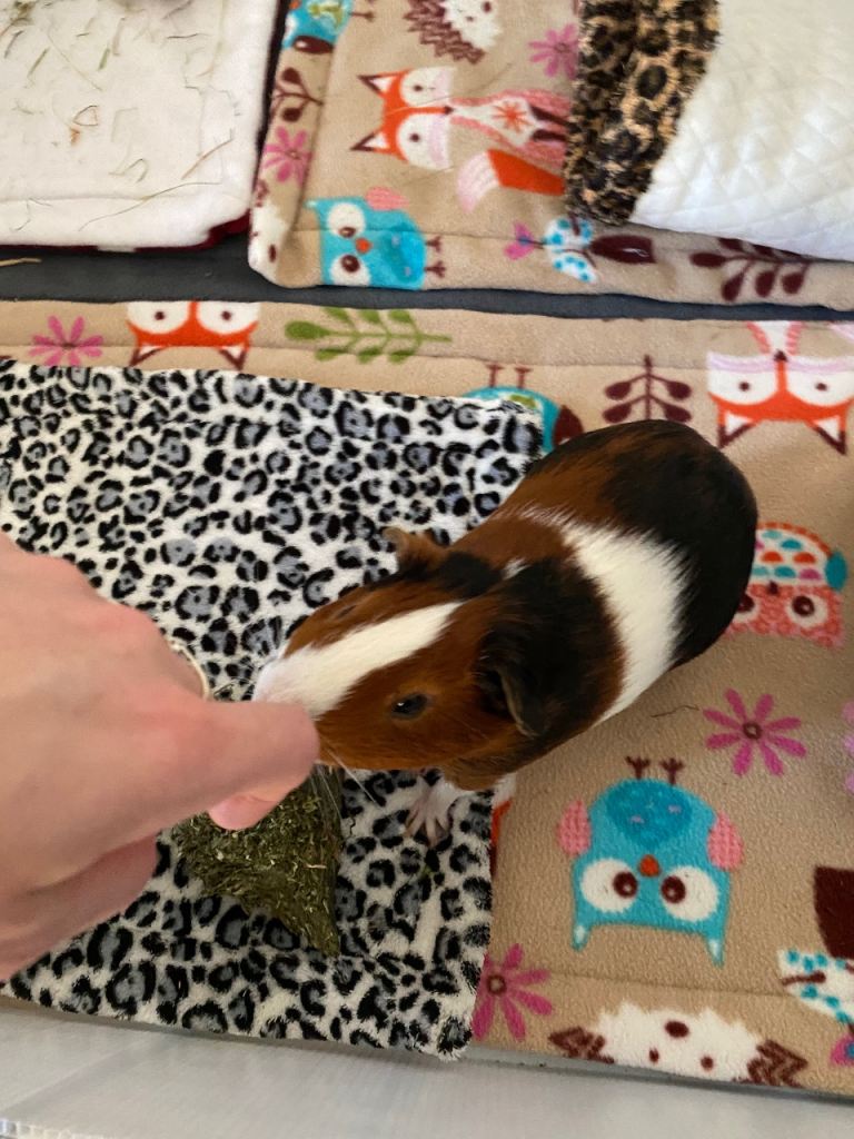 Guinea pigs male 8 months old 