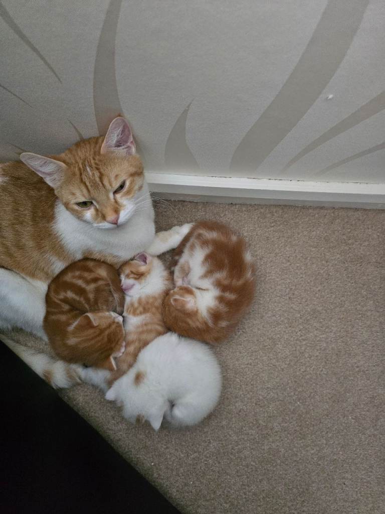 4 kittens looking for forever loving home