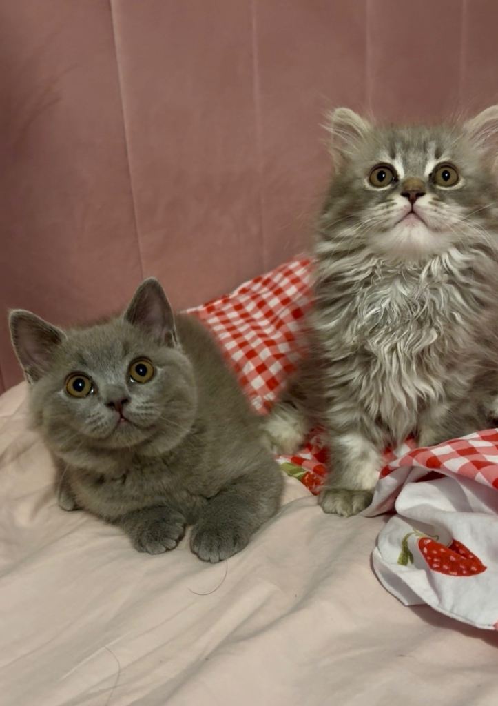 Two beautiful British Longhair and Shorthair Kitties 