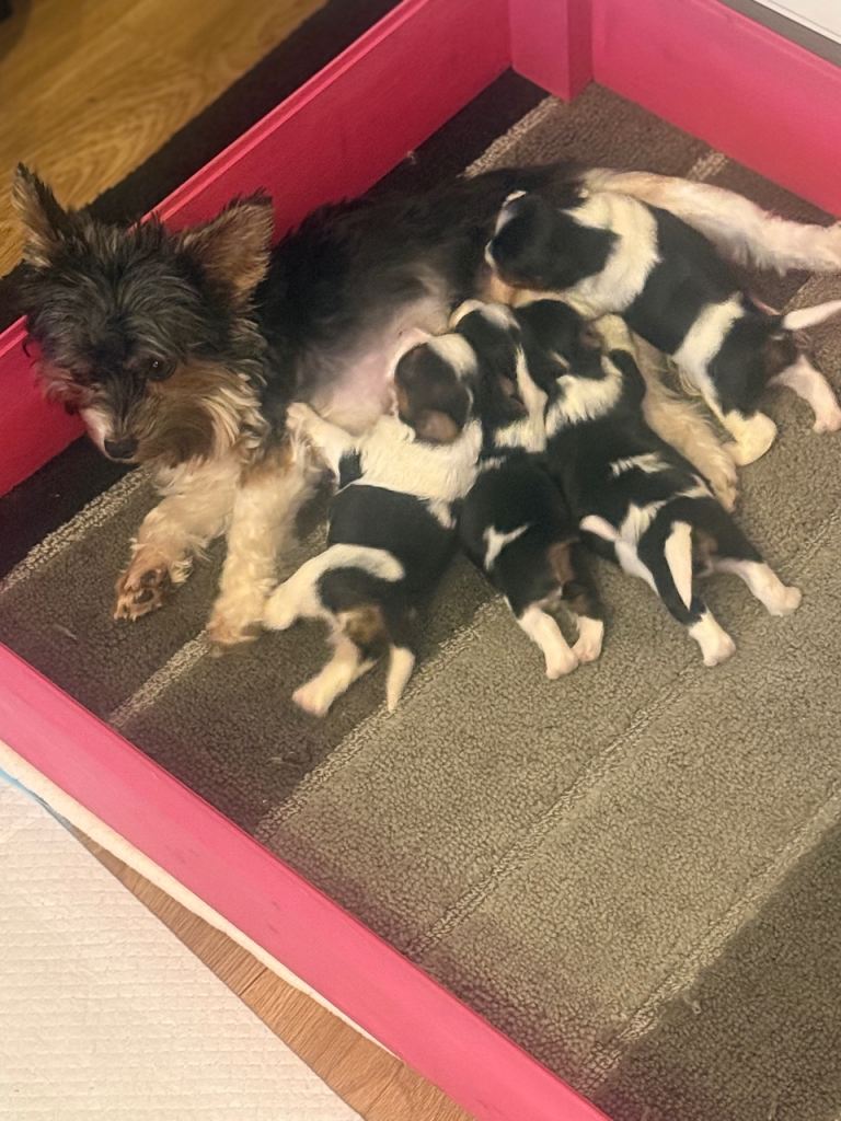 🐶 Beautiful Biewer Yorkshire Terrier Puppies🐶