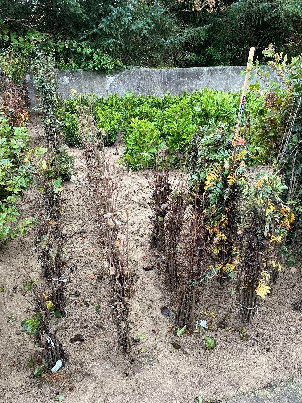 Bare Root Tree Whips FwNT scheme birch rowan alder hazel cherry pear oak apple scots pine