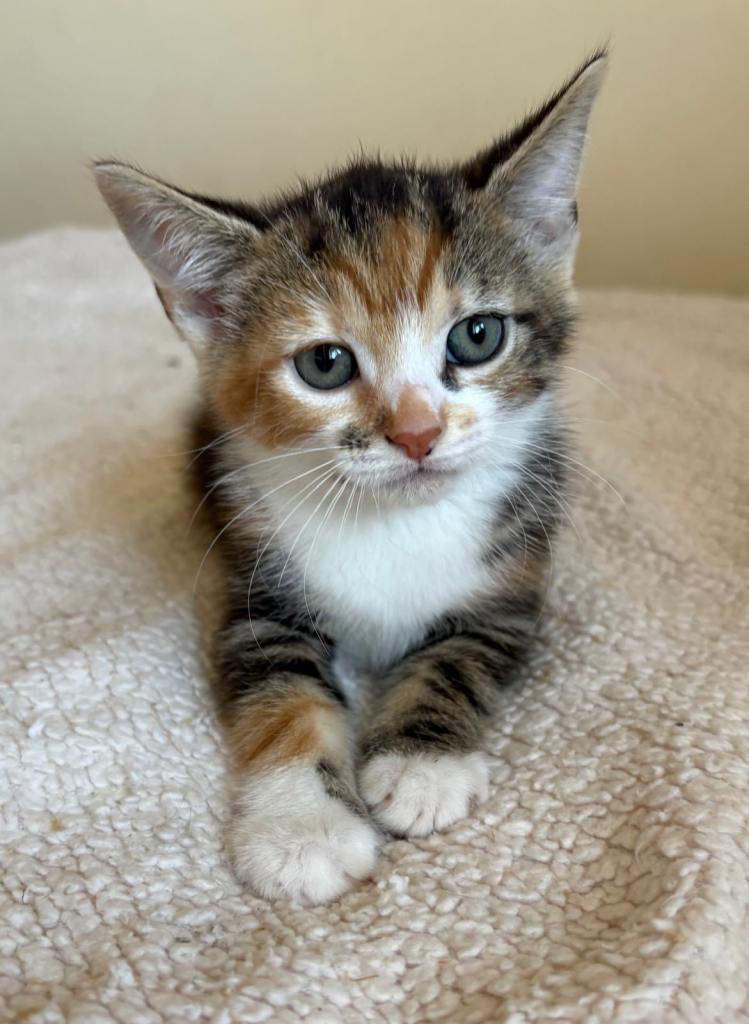 Maine Coon Cross Kittens 