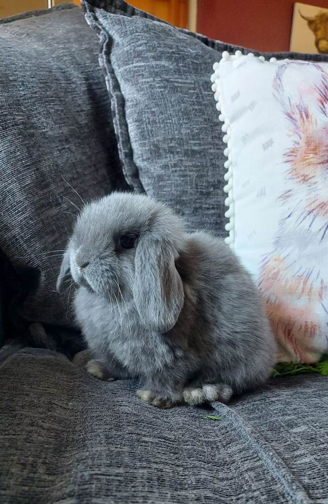 Baby Mini Lop Rabbits