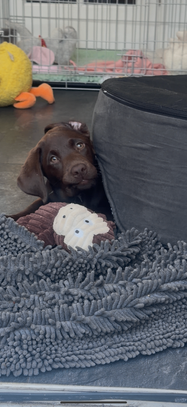 Labrador puppy 