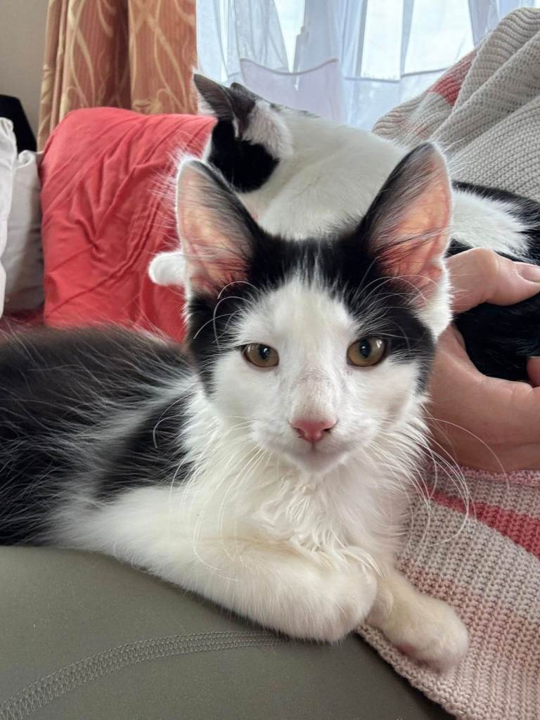 Neutered Male Cat For Sale