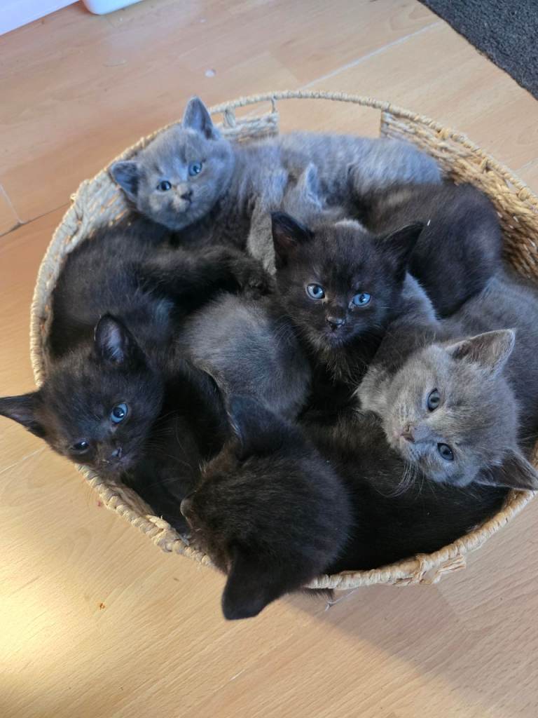 Kittens for sale 