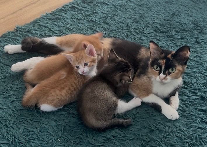 Beautiful Kittens 