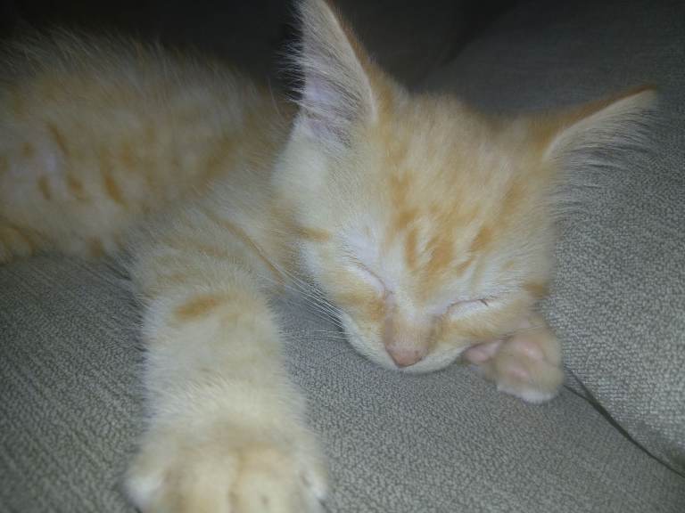 Ginger kitten for sale 