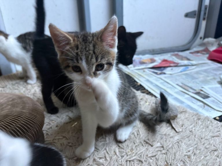 Kittens for sale