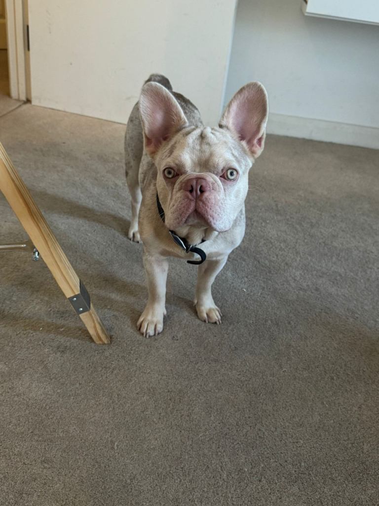 Merle Frenchie