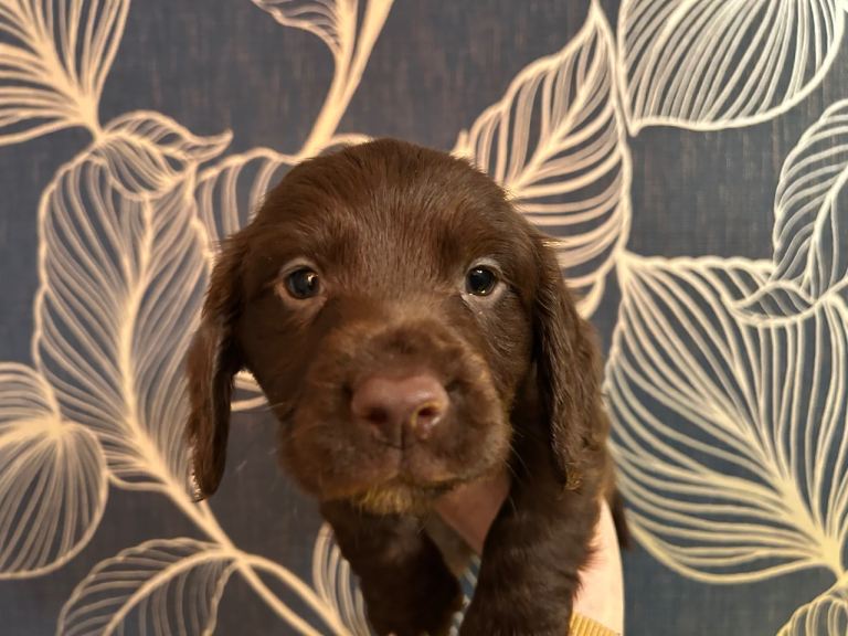 Cocker spaniel puppy’s 