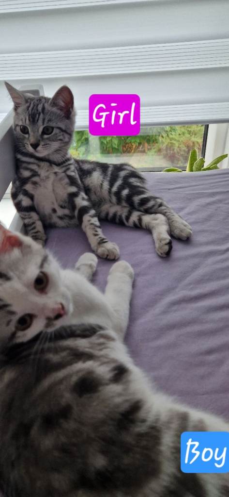 Tabby mix kittens