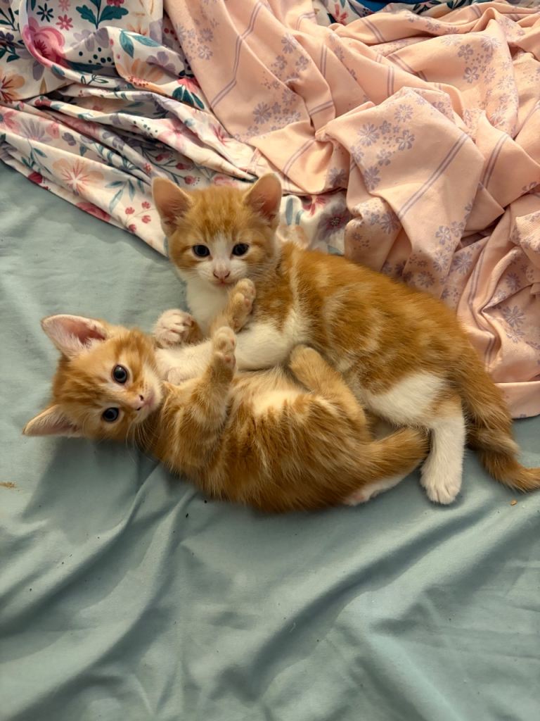 4 ginger kitten males