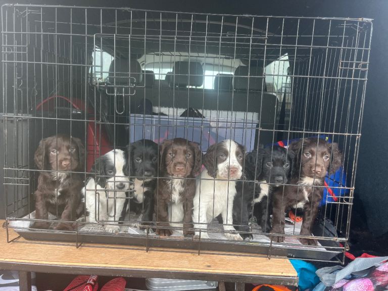 6 Adorable Sprocker Puppies 