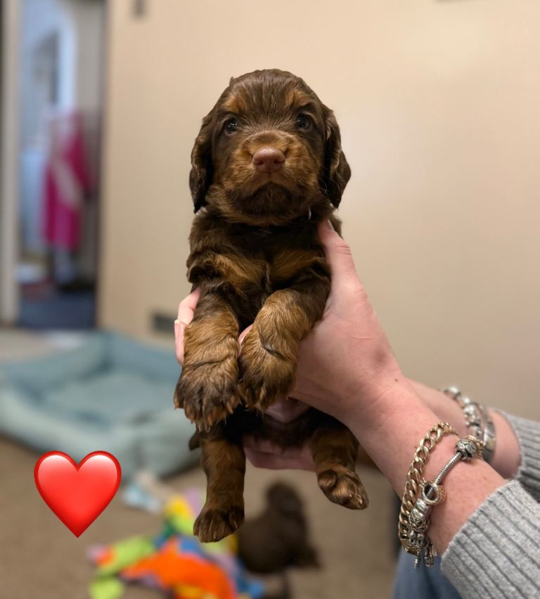 ✨ Chocolate & Tan Cocker Spaniel Puppies ✨