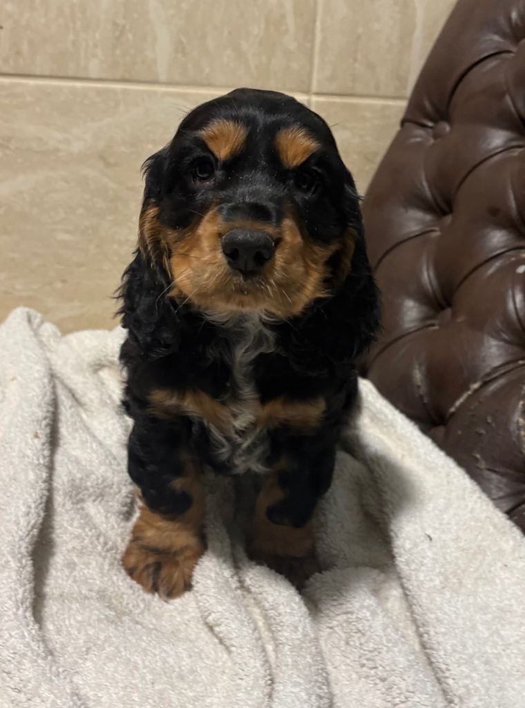 Cocker Spaniel litter
