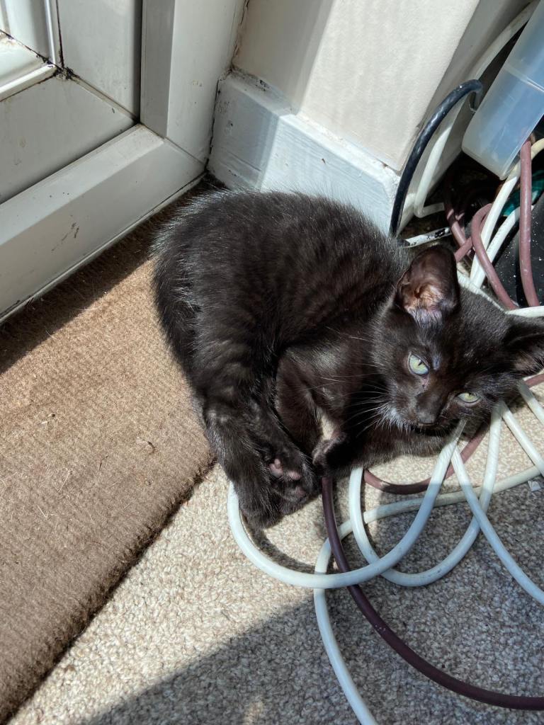 Kittens