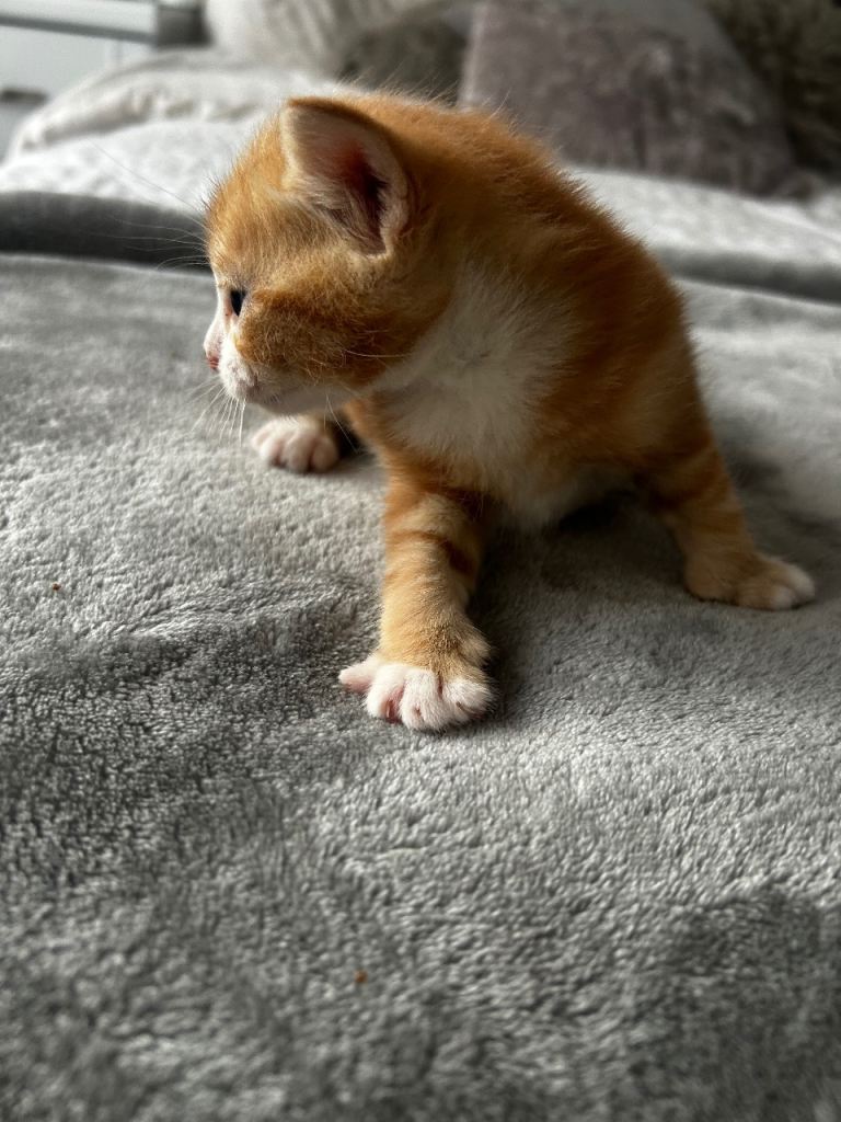 Ginger boys kittens 