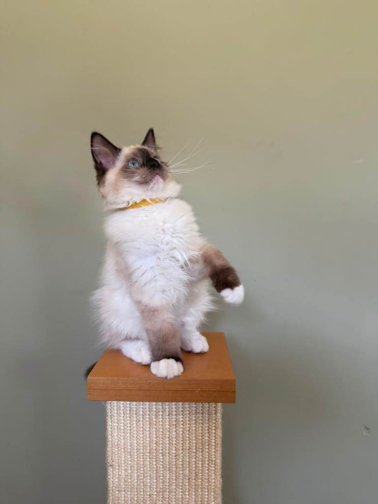 Beautiful Ragdoll Kittens