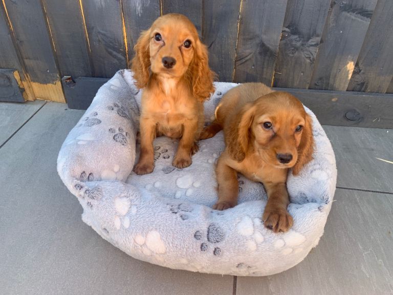 Beautiful cocker spaniel puppies