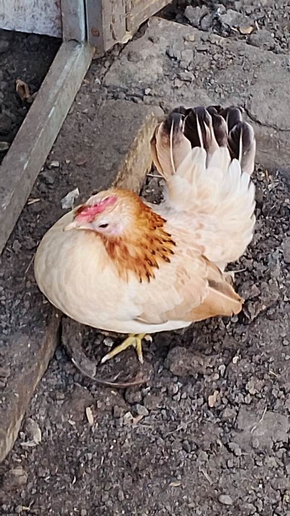Serama hen for sale